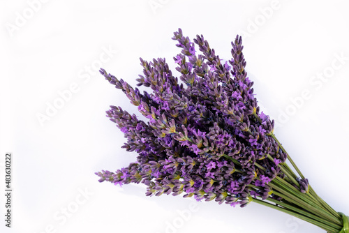 bunch of lavender isolated