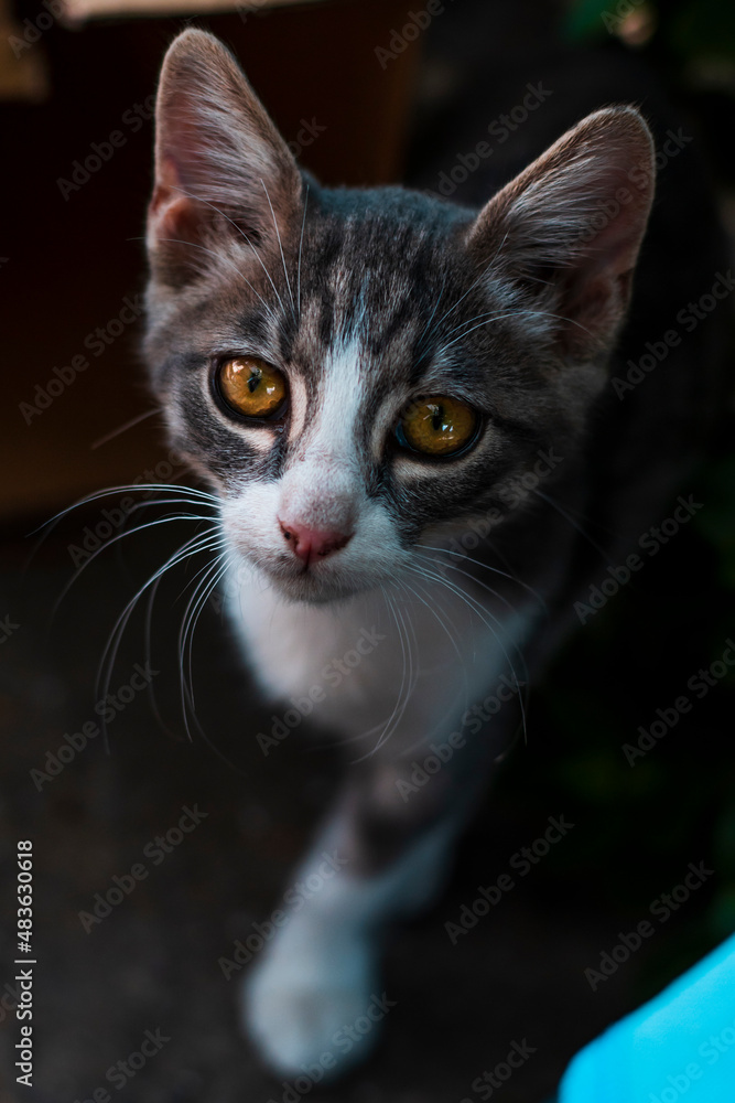 Grey white kitten with yellow orange eyes looking at the camera. Beautiful cute small cat. High quality photo