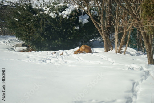 fox in the snow © ryan