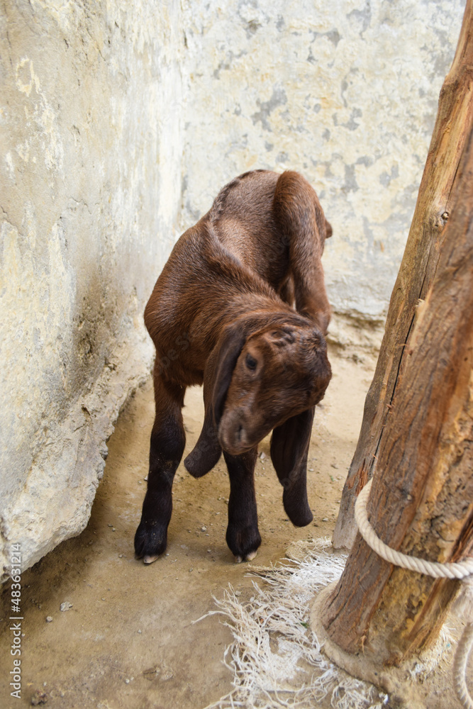 baby young goat close up animal cattle farm baby young goat close up animal cattle farm