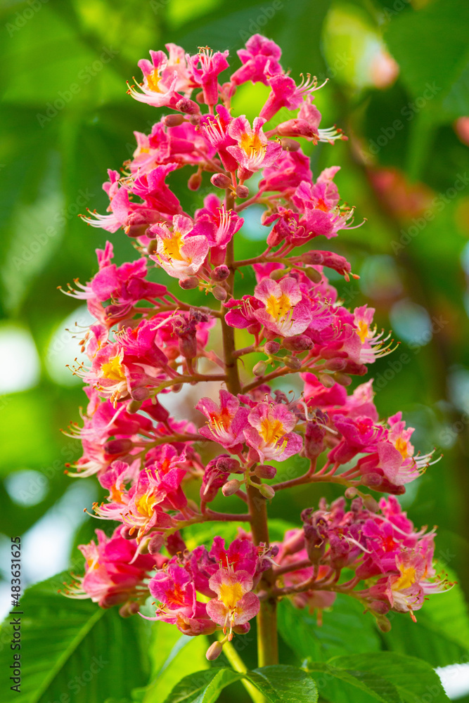 Red flowers of a horsechestnut tree in Manchester, Connecticut. Red flowers of a horsechestnut tree in Manchester, Connecticut.