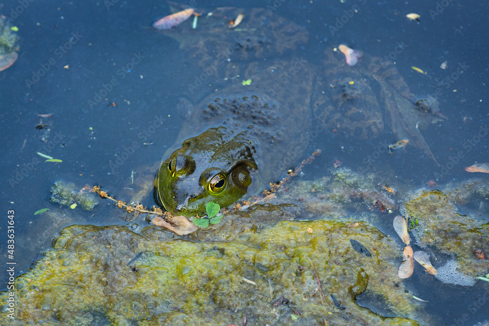 Fototapeta premium American bullfrog in a pond in Manchester, Connecticut.