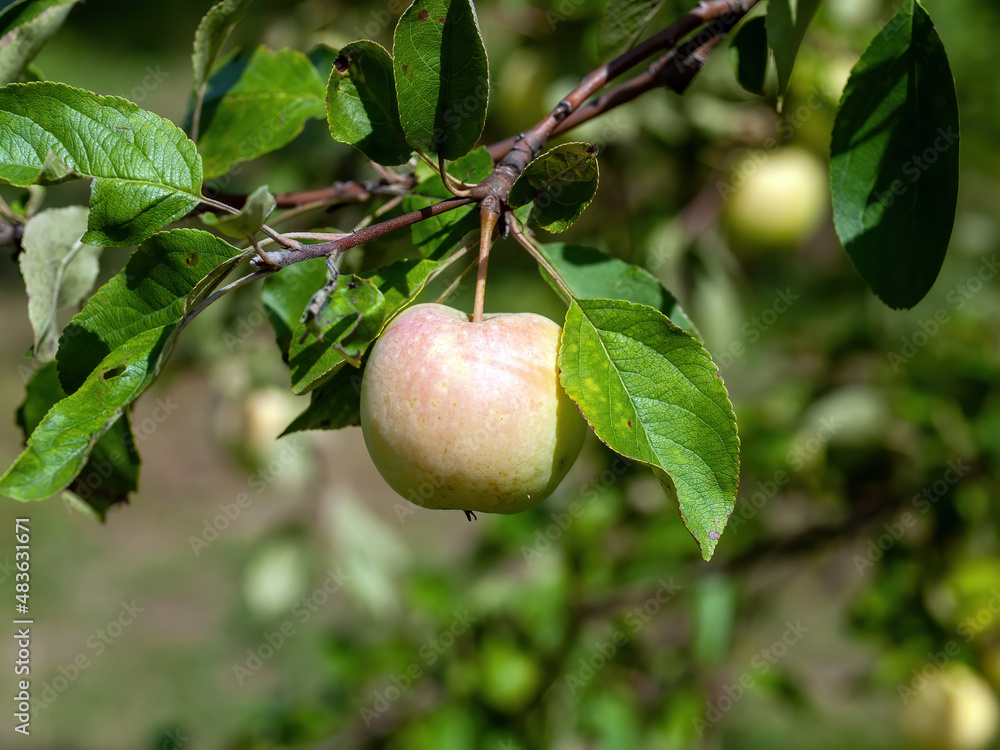 young apples on branches in the garden young apples on branches in the garden