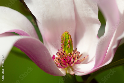 Inside view of reproductive parts of a magnolia flower.