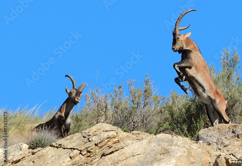 Capra pyrenaica. Cabra montés.  Mountain goat. photo