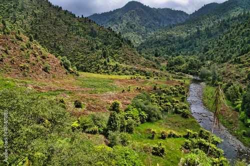 Landscape with forest and overgrown field along the Tauranga Stream in Waioeka Gorge Scenic Reserve, between Tauranga and Opotiki, East Coast, North Island, New Zealand 