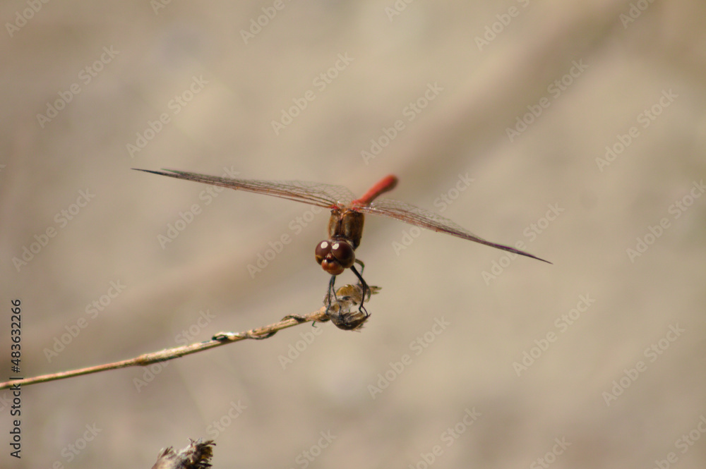 Dragonfly staying on a plant closeup view with blurred background Dragonfly staying on a plant closeup view with blurred background