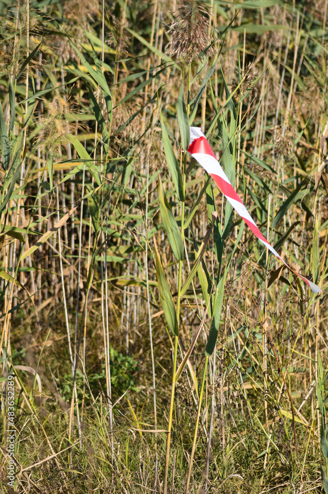 Lane crossing stop on reed closeup view with selective focus on foreground Lane crossing stop on reed closeup view with selective focus on foreground