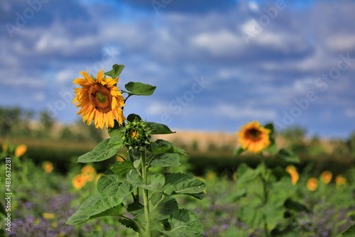 Sunflower on a cloudy day