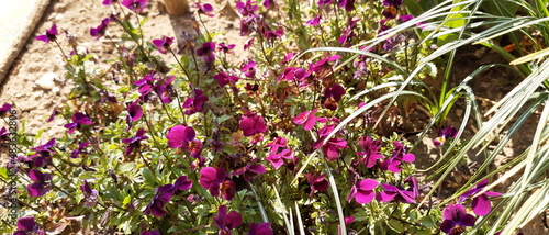 Blumen im Frühjahr