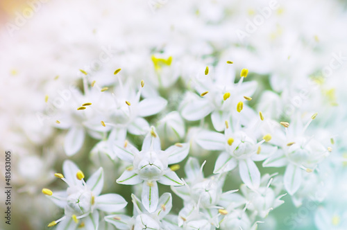 wildflower white flower close-up, beautiful summer background,