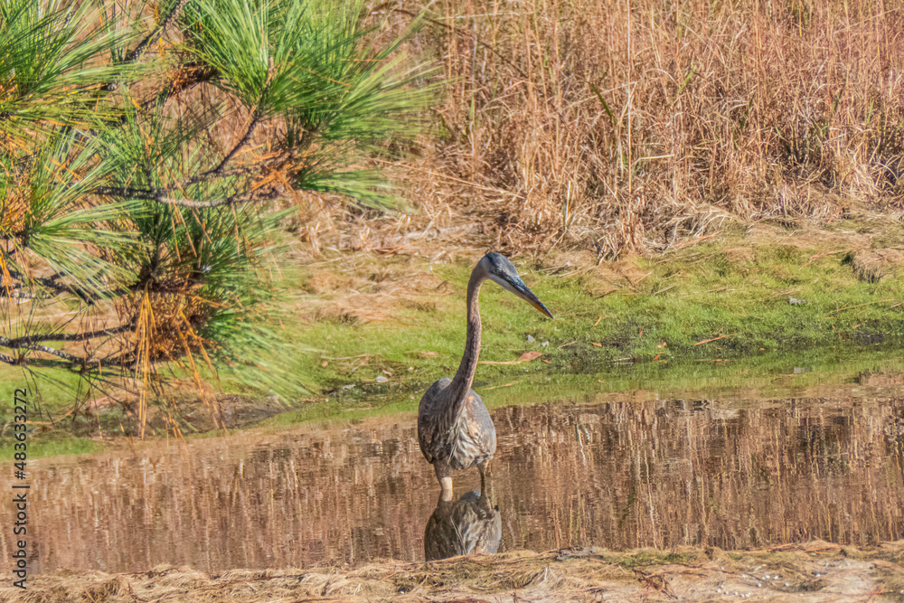 Obraz premium Great Blue Heron