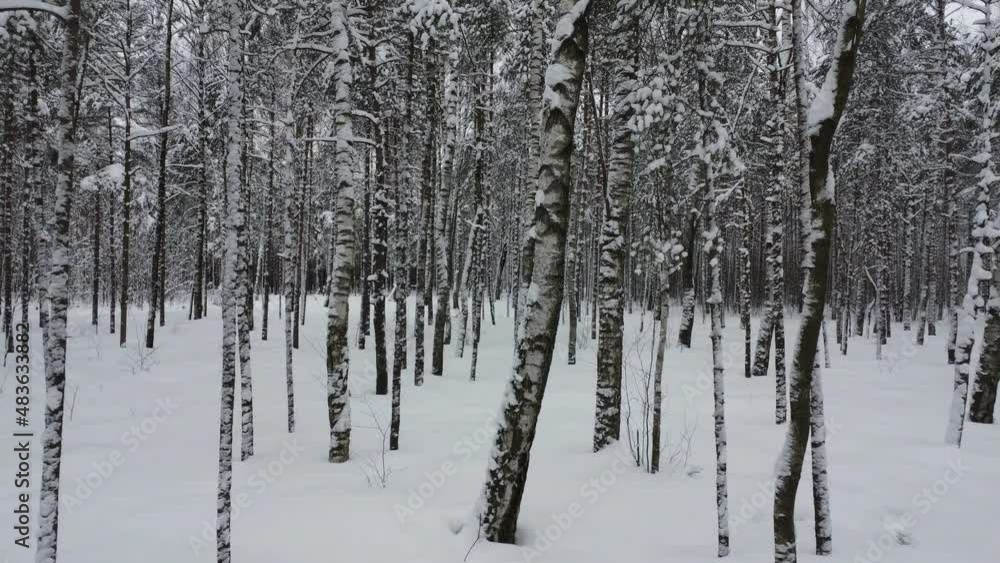 Snow-covered birch grove in winter city park Snow-covered birch grove in winter city park