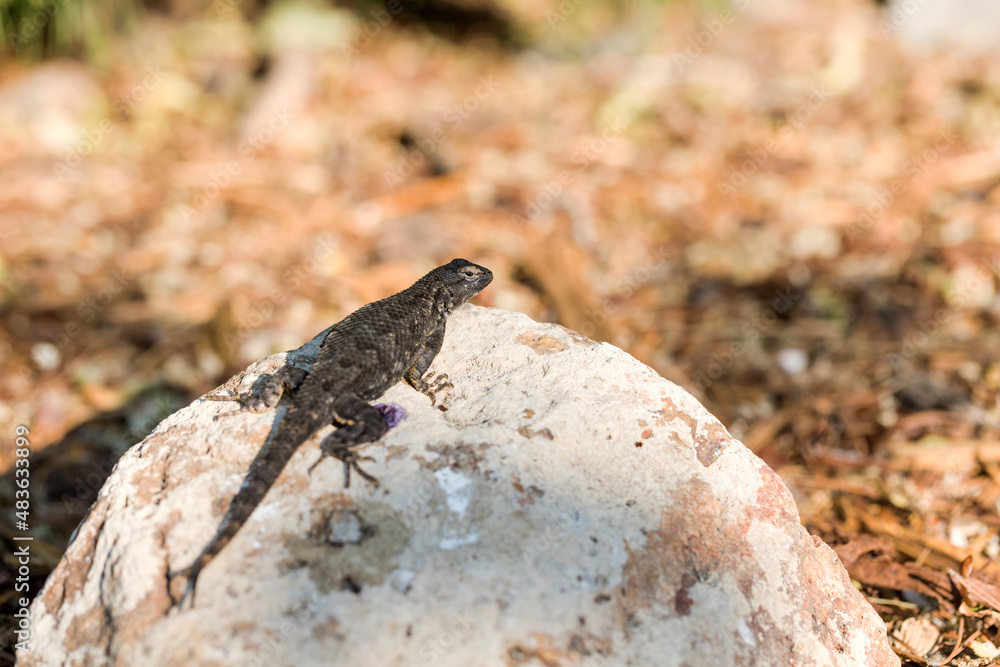 Western fence lizard suns itself on a white rock in a garden Western fence lizard suns itself on a white rock in a garden