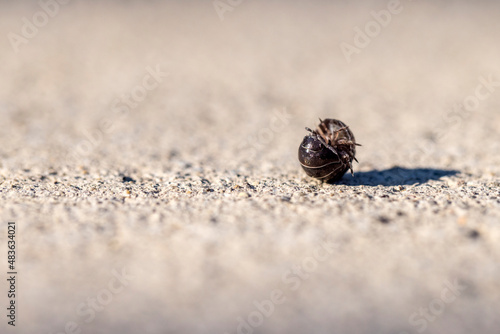 Isopod rolling into a ball for protection on an asphalt surface photo