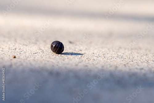 Isopod bug rolled into a ball for protection on an asphalt surface