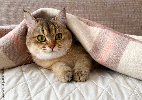 Green - eyed British Shorthair Golden Chinchilla NY25 photo