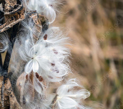 Close-up of a dried milkweed plant that is seeding in a field on a cold November day with blurred grass in the background.