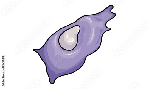 Fibroblast cell vector illustration in white background 