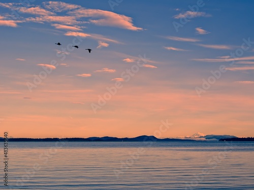 Geese flying overhead seen from the shore of Sidney BC with Mt. Baker in the distance