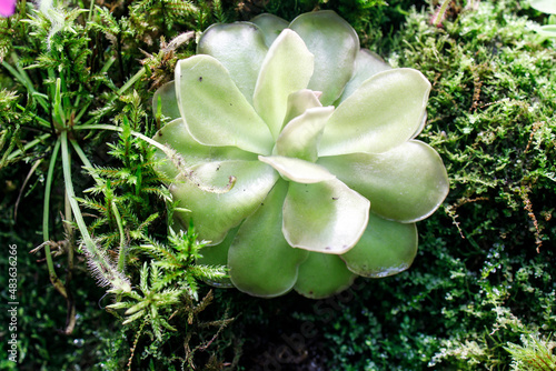 pinguicula gigantea x moctezumae is a tropical species of carnivorous plant in the family Lentibulariaceae. Flypaper traps. Botanical garden photo