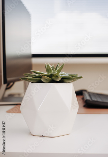 Office workplace with pot plant close up. Selective focus