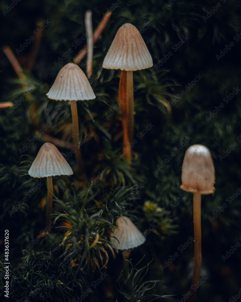 Fototapeta premium mushrooms in the forest