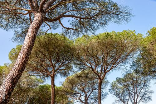 View of the a mediterranean pine treetops in a Spanish forest