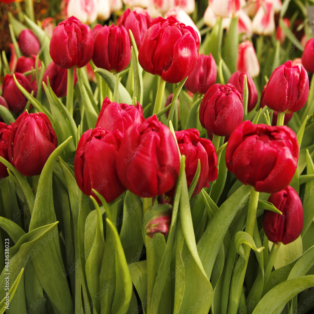 Naklejka premium Burgundy tulips with fresh green leaves in soft lighting on a blurry background. Dutch tulips bloom in the greenhouse in spring.