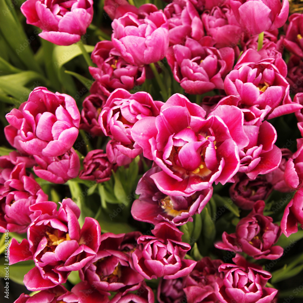 Beautiful crimson lush tulips Beautiful crimson lush tulips
