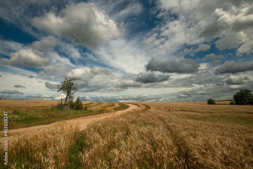 Field of ripe rye and rural road