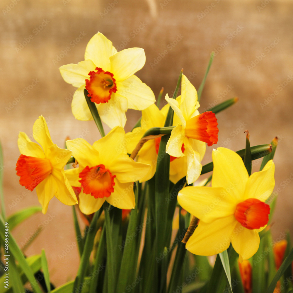 Lovely field with bright yellow and orange daffodils (Narcissus). Shallow dof and natural light.