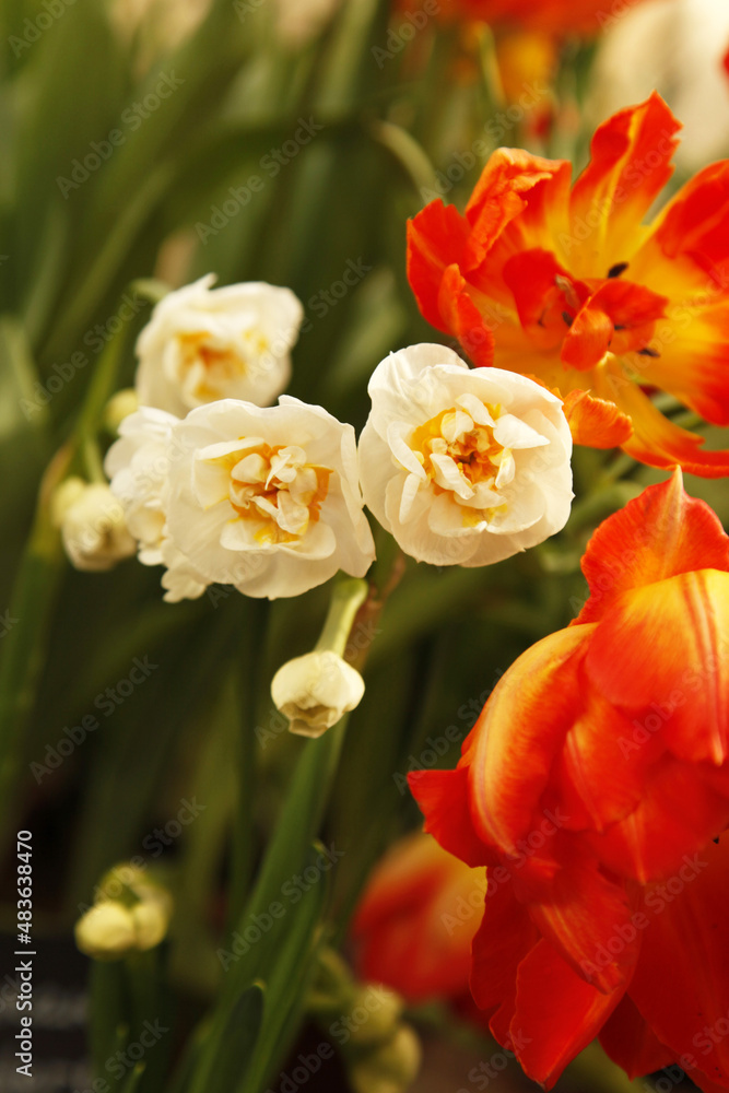 Spring flowers Beauty cannot be expressed in words, flowers of white mini daffodils grow in a pot, bulbous flowers Spring flowers Beauty cannot be expressed in words, flowers of white mini daffodils grow in a pot, bulbous flowers