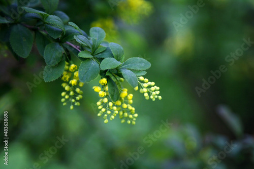Common barberry (Berberis vulgaris) or European barberry, flowering barberry bush close up. the background is blurred, which makes the flowers of the barberry stand out even more. postcard