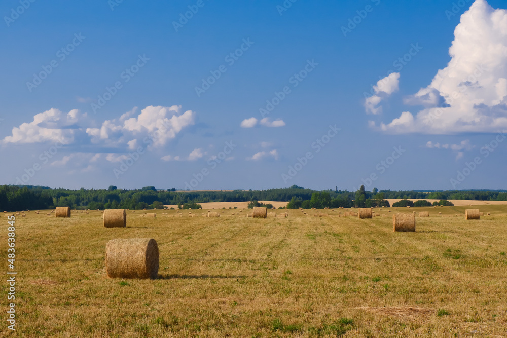 A field with rolls. Rolls of straw laid out on a mown field
