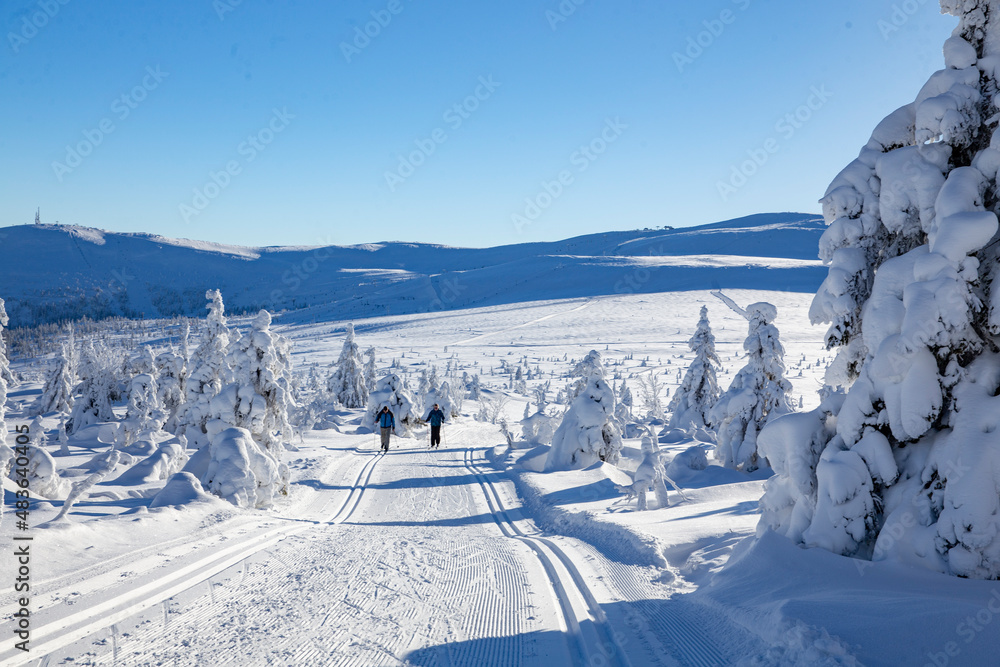 Winter landscape with snow and blue sky in Trysil municipality, Hedmark county,Norway,scandinavia,Europe	