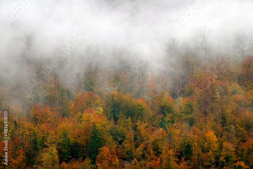Autumn forest landscape in the National Park of Triglav, Slovenia, Europe