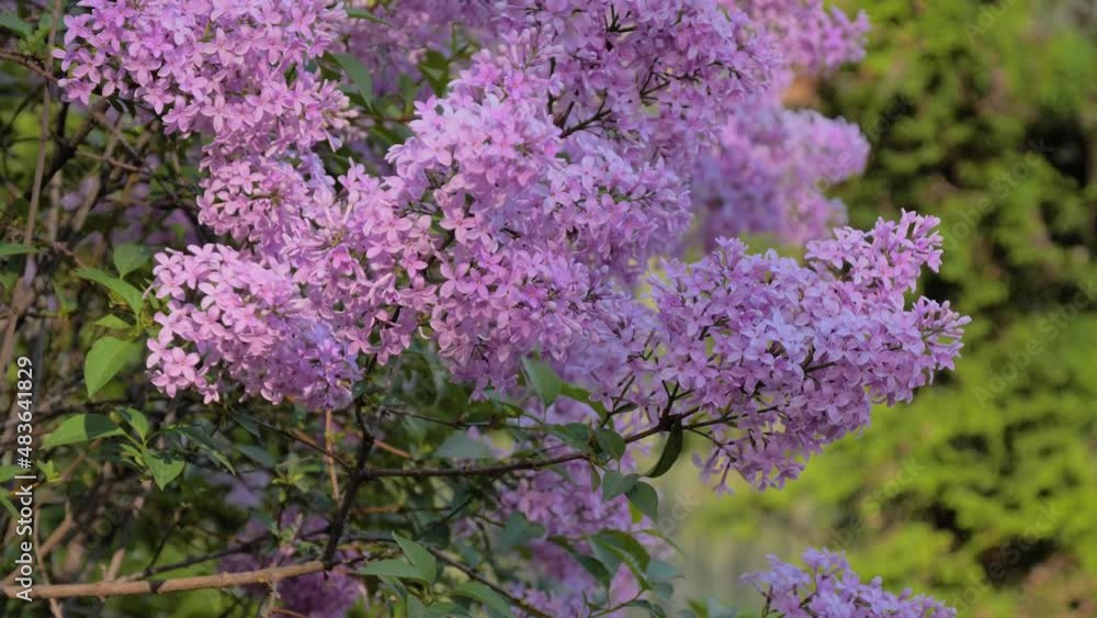 Blooming purple lilac branches blowing in the wind - close up. Sping time, daylight. Flower and nature concept Blooming purple lilac branches blowing in the wind - close up. Sping time, daylight. Flower and nature concept