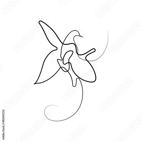 single-line art of Khari Bulbul flower, vector Ophrys caucasica illustration