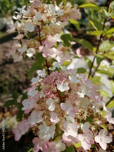 Hydrangea paniculata Wim's Red.Bunch of blooming Hydrangea.bouquet of big inflorescences with small flowers in summer garden. floral wallpaper photo