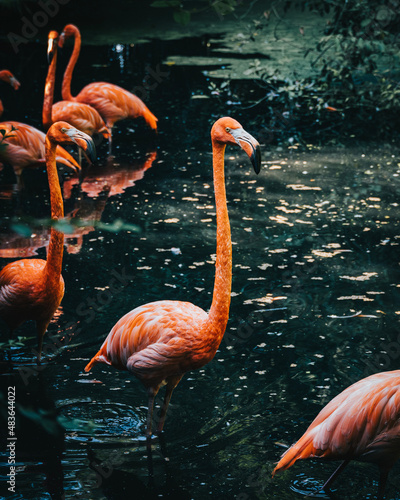 group of flamingos in the zoo