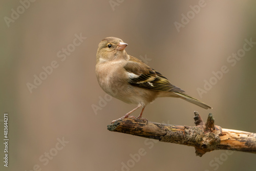 Common Chaffinch (Fringilla coelebs) on a branch in the forest of Limburgt in the Netherlands. 