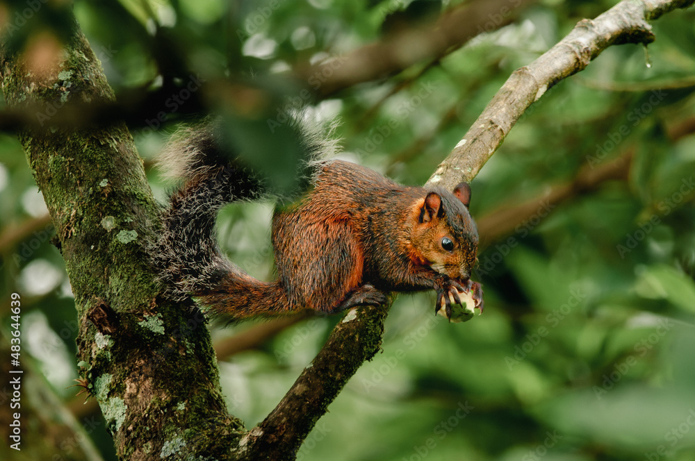variegated squirrel feeding off a fruit on a tree. 