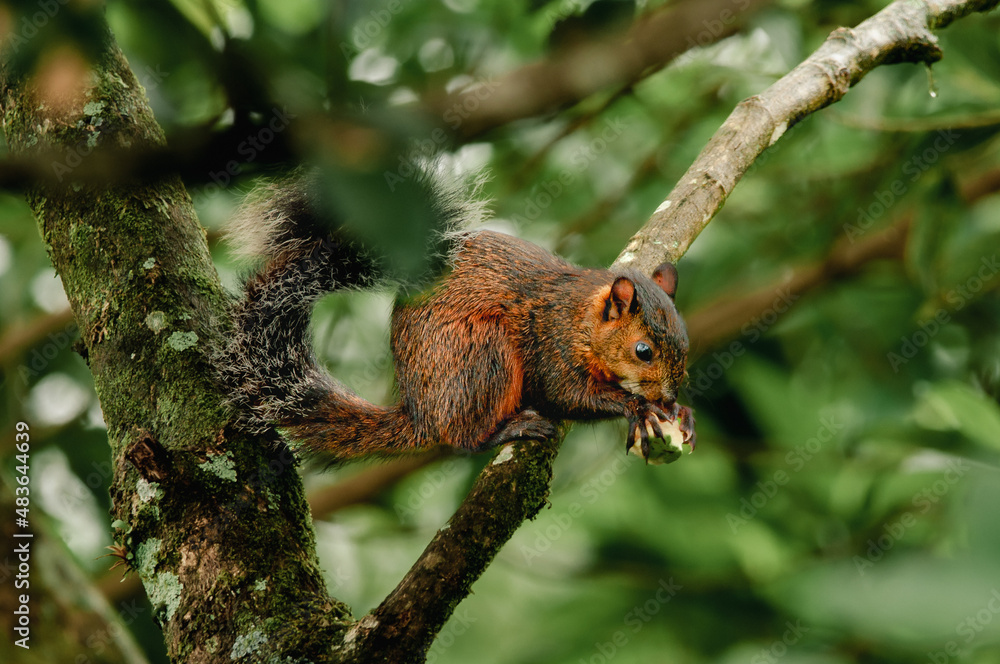 variegated squirrel feeding off a fruit on a tree. variegated squirrel feeding off a fruit on a tree.
