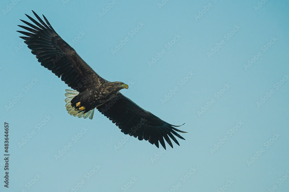 Majestic sea eagle in flight over the ocean with a blue sky background Majestic sea eagle in flight over the ocean with a blue sky background