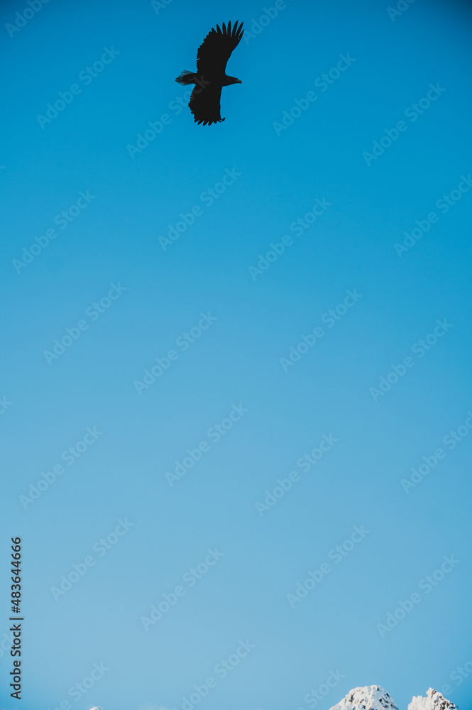 Majestic sea eagle in flight over the ocean with a blue sky background Majestic sea eagle in flight over the ocean with a blue sky background