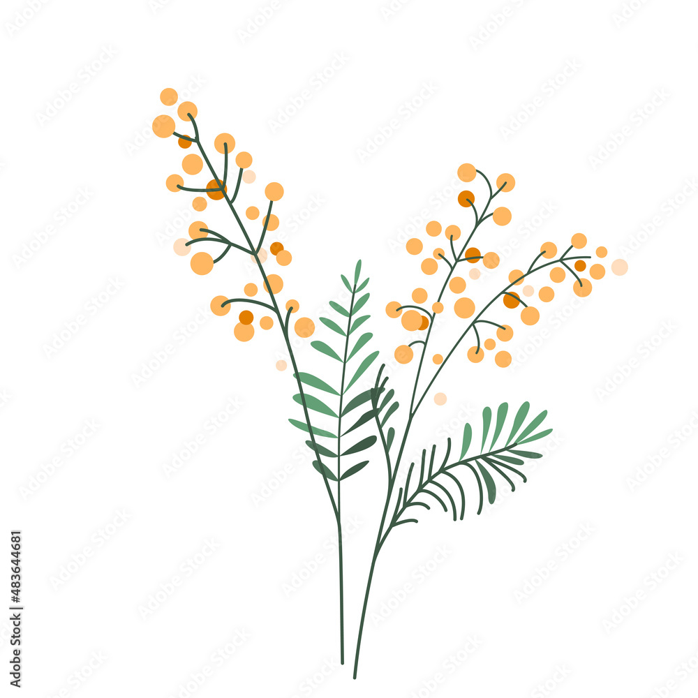 Mimosa flower vector illustration isolated on white background in