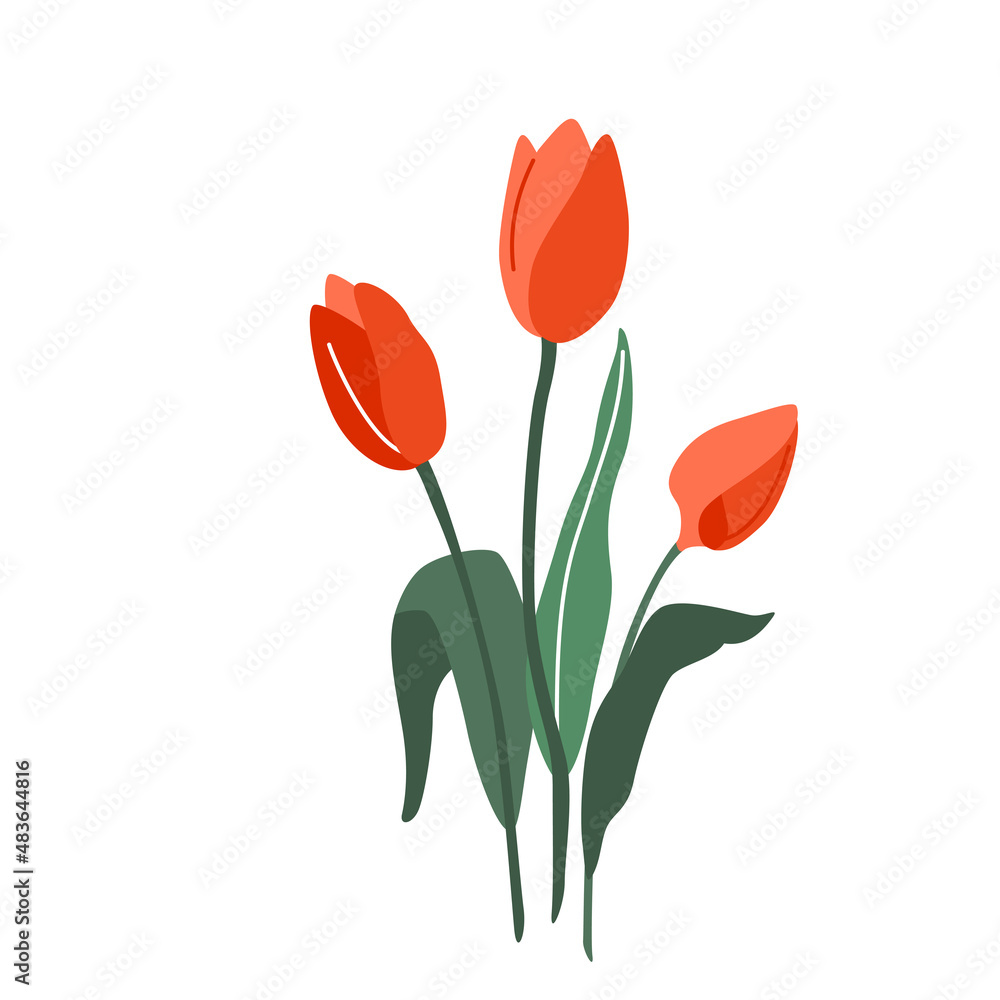 Tulip flower vector illustration isolated on white background in Tulip flower vector illustration isolated on white background in