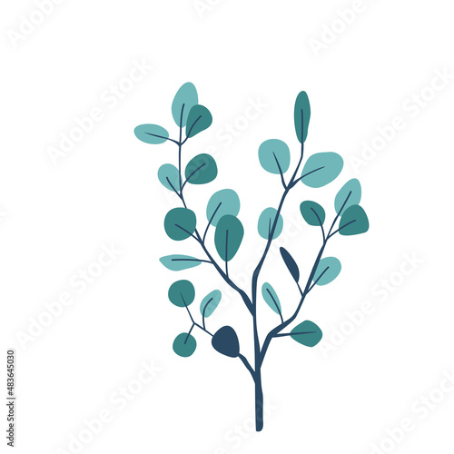 Eucalyptus twig vector illustration isolated on white background in