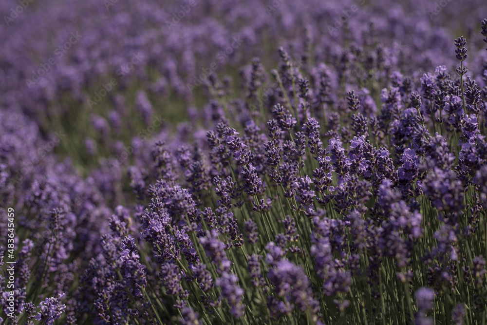 Obraz premium Lavender Field in the summer. Soft focus on lavender flowers. Aromatherapy. 